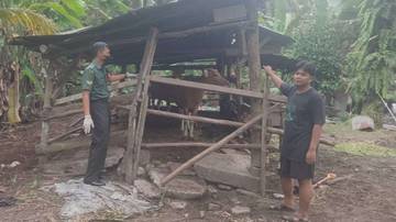 Cegah Wabah PMK di Bengkalis Babinsa Pantau Peternakan