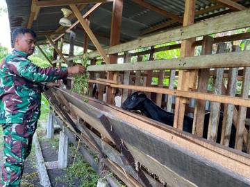 Cegah PMK, Pemantauan Berkala Terus Dilakukan Babinsa Mandau